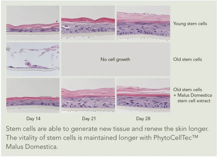 Cellular Night Repair Miracle